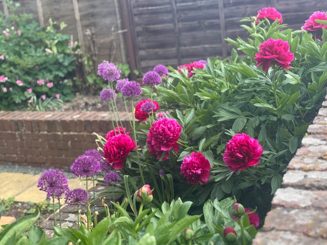 IMG_8025.jpeg