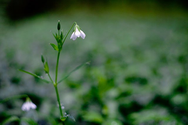 flower in a rainy forest original photography by fraenk