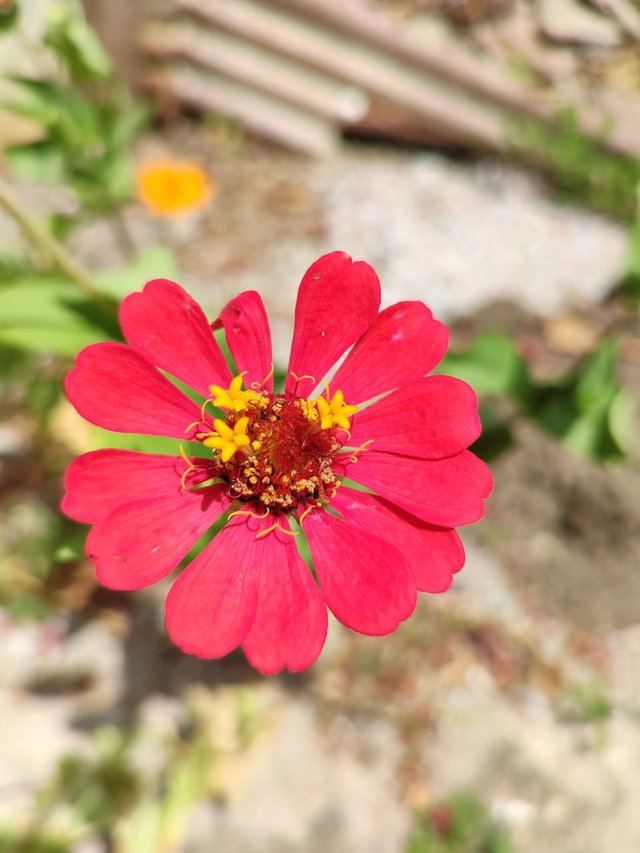 Zinnia Hermosa.jpg