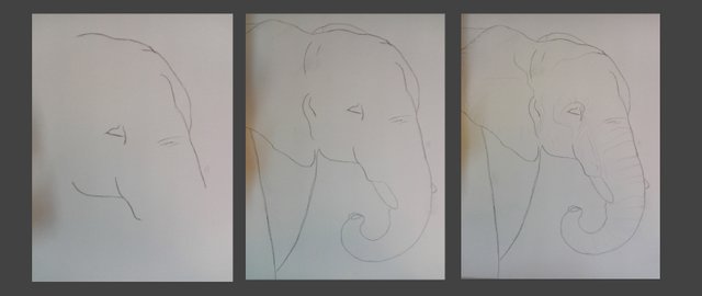 Elephant(356).jpg