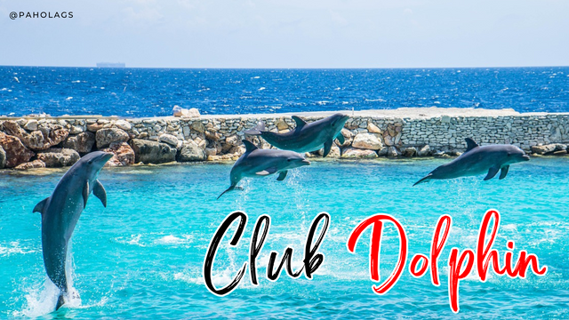 Club Dolphin.png