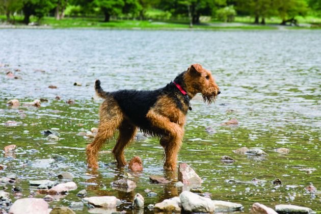 airedale-terrier-detail.jpg