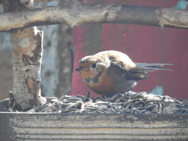 DSCN1127.JPG