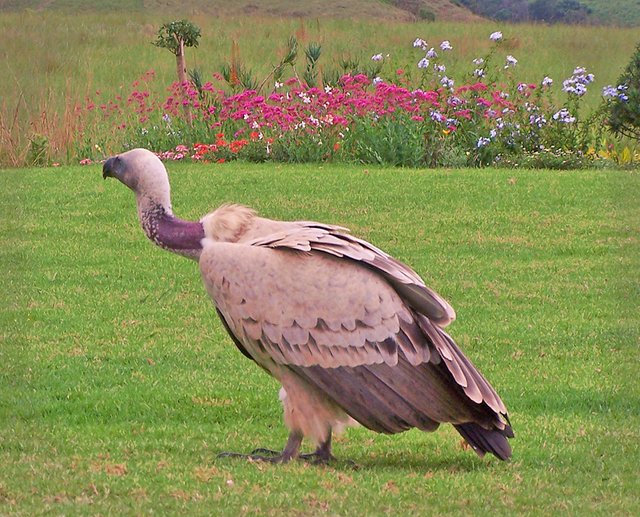 cape vulture.jpg