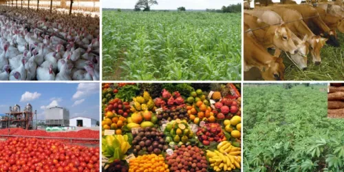 Nigeria-Agriculture-cbn-loan-esthersblog-31mpmv5kzhpwudgaczludm-e1490603602941.png