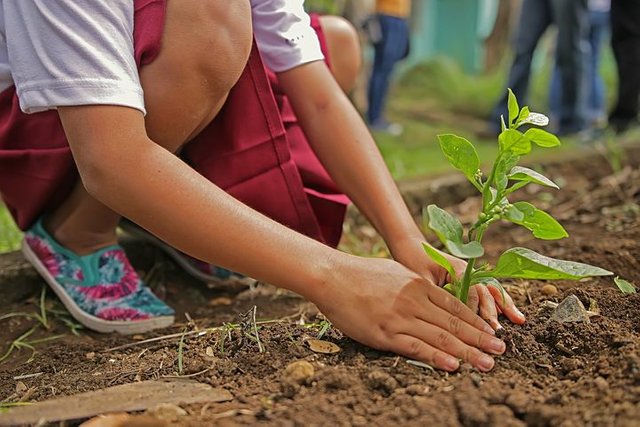 planting-1898946__480.jpg