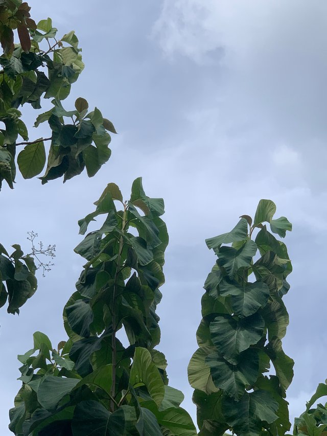 nature131.jpg