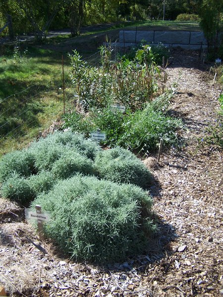 New Herb garden - Row 1, weeded crop October 2019.jpg