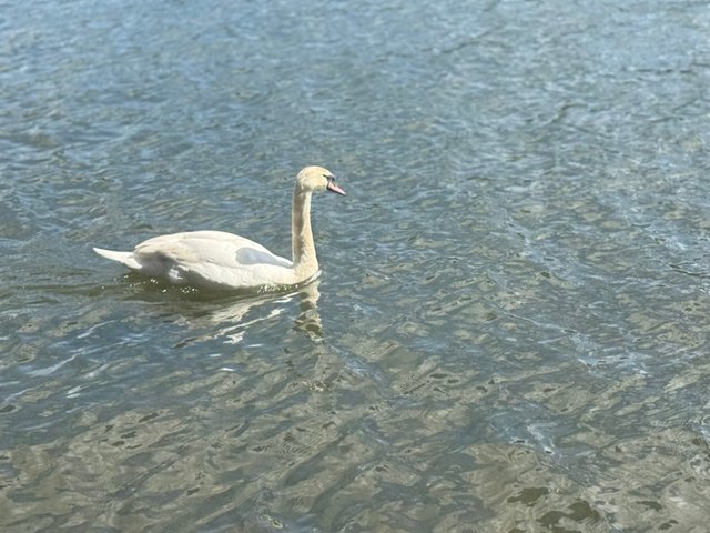 IMG_7488.jpeg