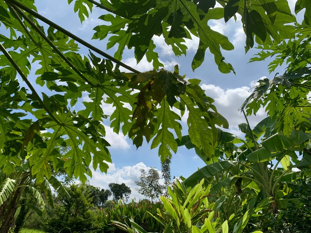 garden103.jpg