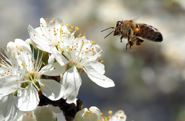 bee foraging pixabay.jpg