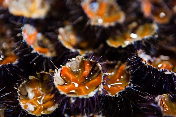 Fresh-Sea-Urchins.jpg