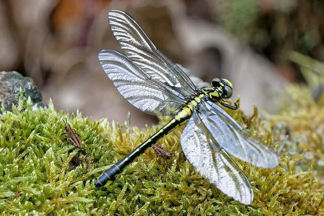 clubtail-dragonfly-8006480_1280.webp