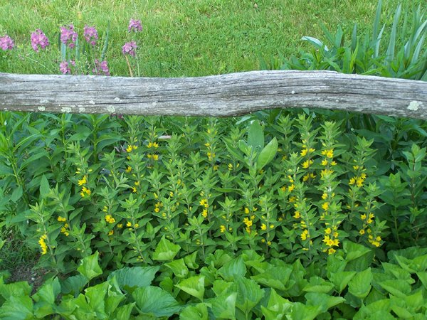 2nd Fence - yellow loosestrife, verbascum crop June 2019.jpg