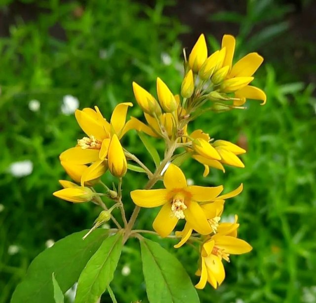 Lysimachia vulgaris (2).jpg