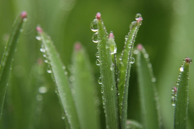 drop-of-water-4930536_1280.jpg