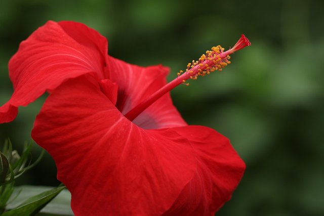 hibiscus-7577002_1280.jpg