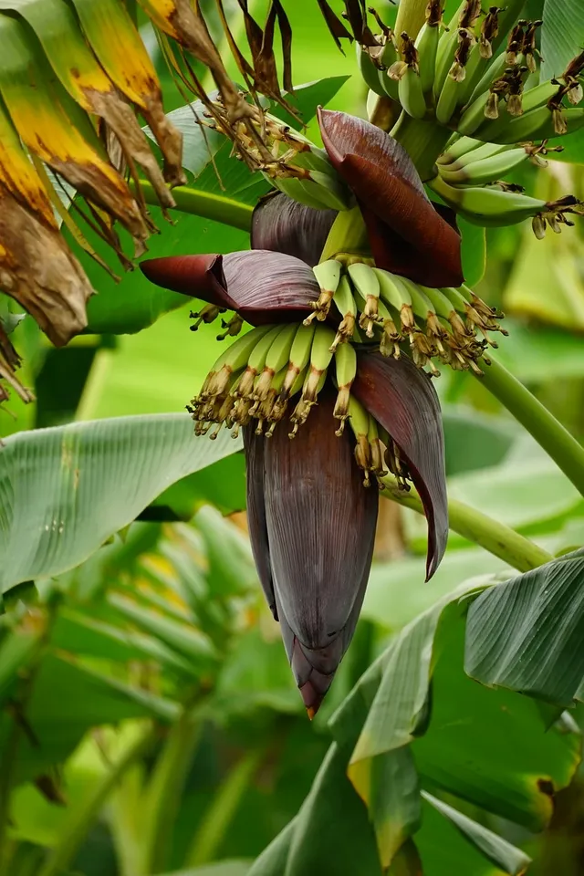 banana-plant-8712877_1280.webp