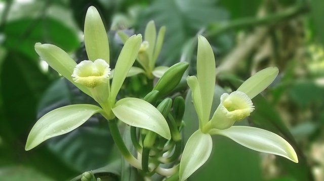 vanilla-flower-542019_1280.jpg