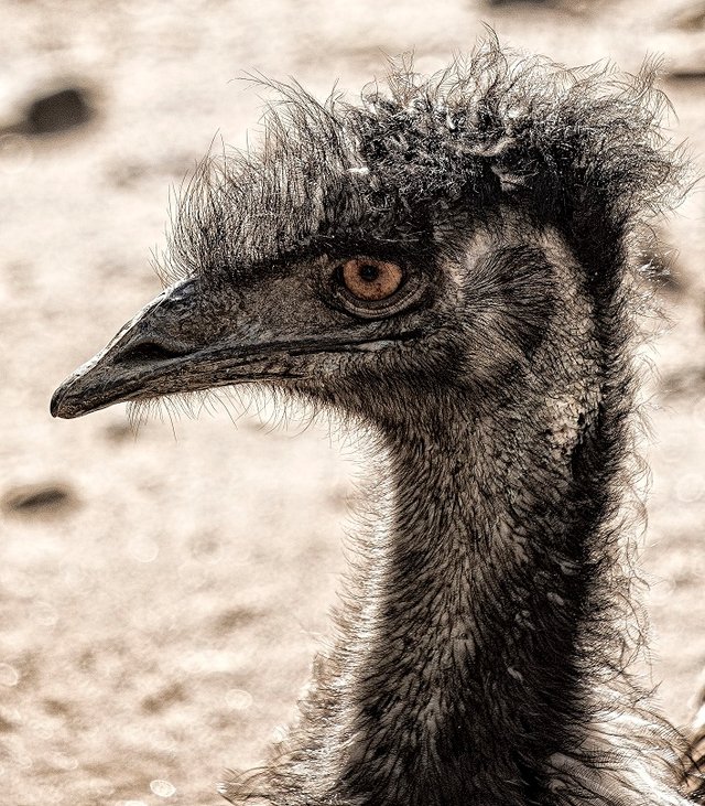 Emu (1 of 1).jpg