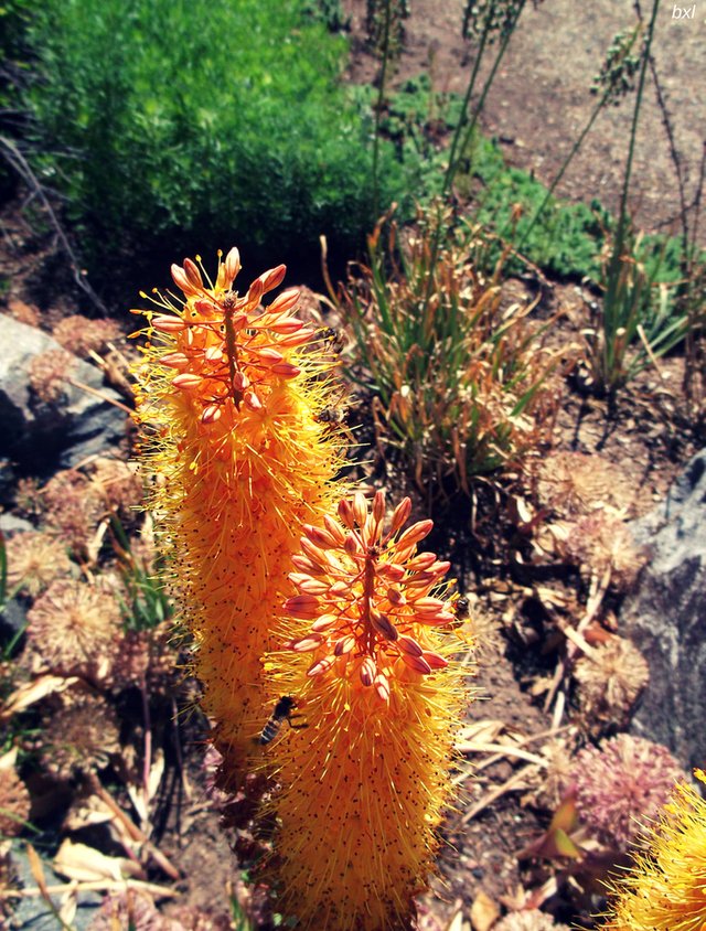 Native flower and wasp Denver botanical gardens bxlphabet.jpg