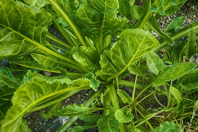 spinach-3711982_1280.jpg