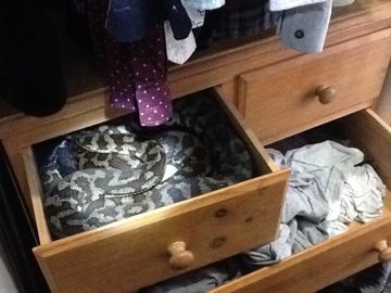 snake in a drawer.jpg