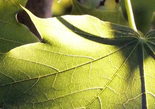 0148-SunLeaf3.jpg