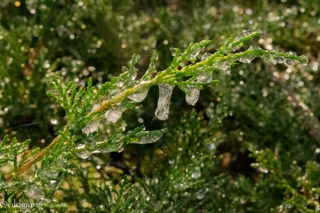 juniper ice (1 of 1).jpg