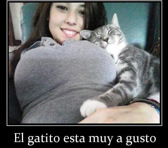 3532_el-gatito-esta-muy-a-gusto.jpg