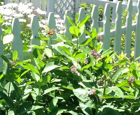 milkweed monarch.JPG