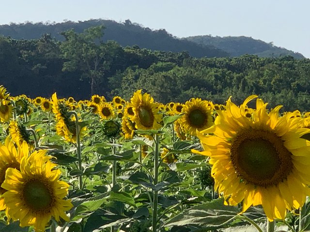 Sunflower fields18.jpg
