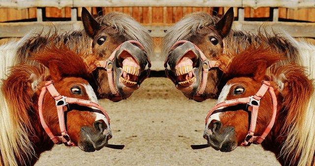 horses-1396651_960_720.jpg
