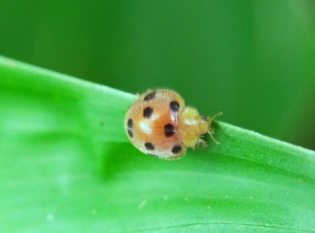 Yellow Ladybug (41).jpg