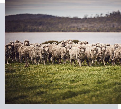 Wool-Production-Process_Sourcing.jpg