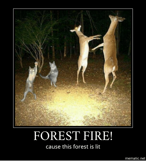 forest-fire-cause-this-forest-is-lit-mematic-net-28545509.png
