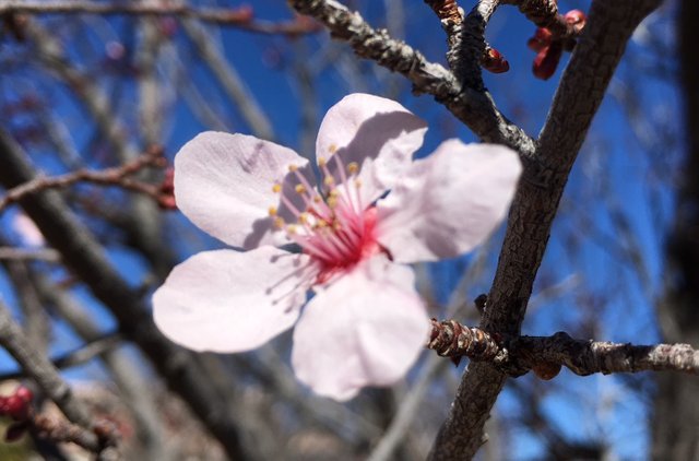 First Cherry Plum Flower....jpg