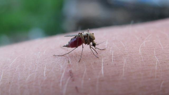 the-mosquito-5219052_640.jpg