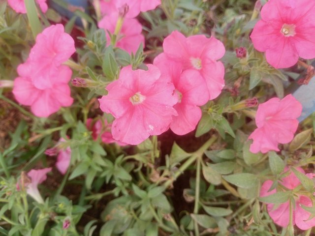 IMG20250402165237.jp