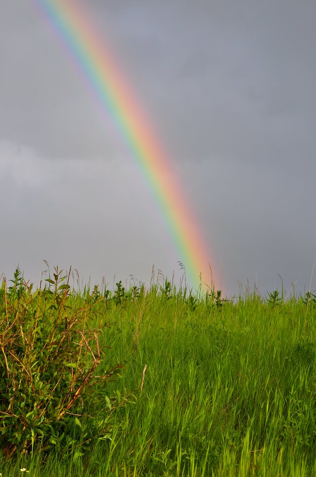 Calgary Zoo 2011-2.jpg