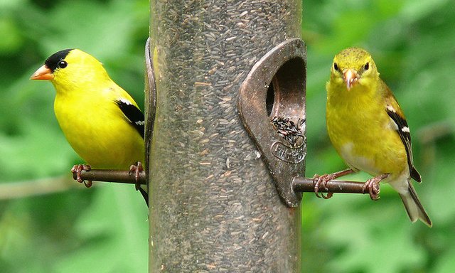 800px-American_Goldfinch-27527.jpg