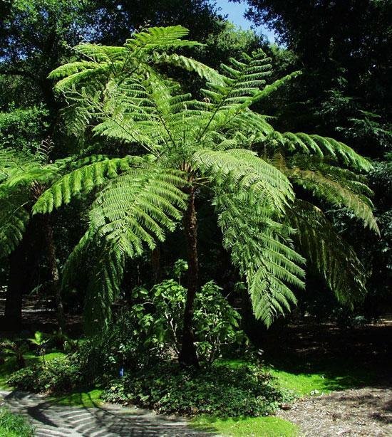 cyatheacooperi.jpg