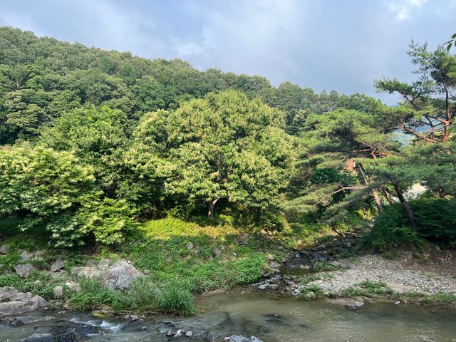 IMG_2984.jpeg