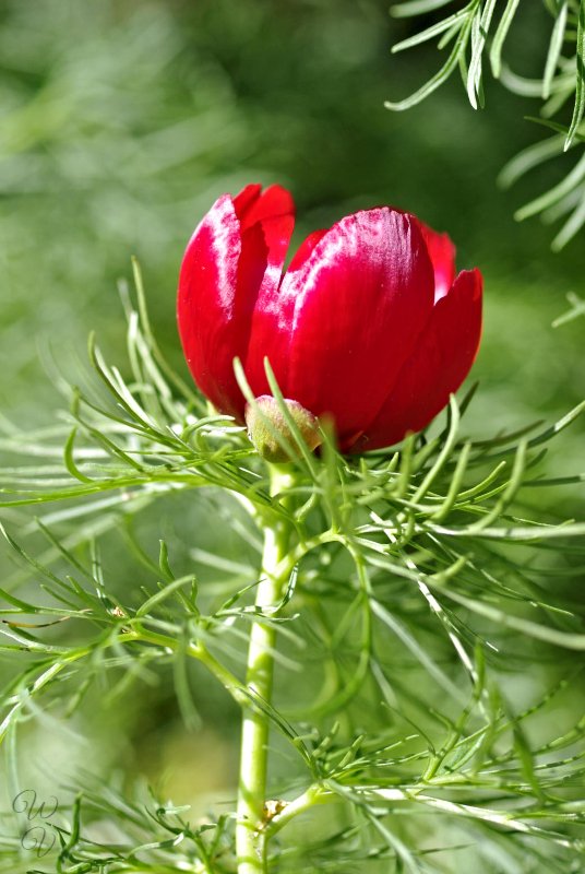 f fern leaf peony.jpg