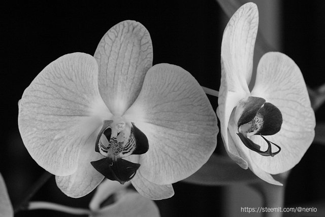 orchids-bw-02.jpg
