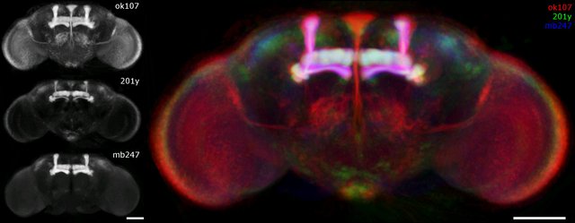 Drosophila_melanogaster_brain_expression_patterns.jpg