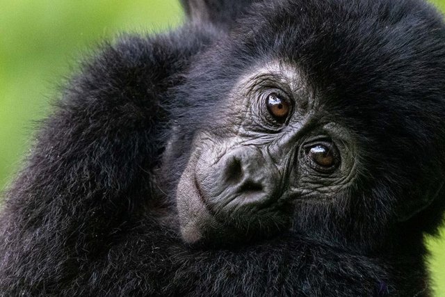 Best 8 Solo Rwanda Safari Tours Activities.jpg