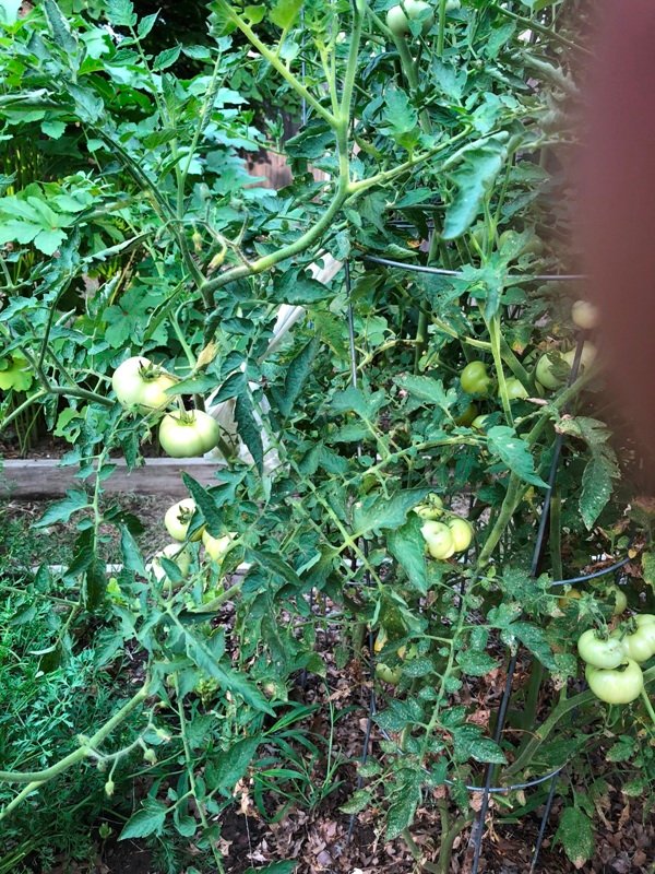 Tomatoes on the vine.jpg