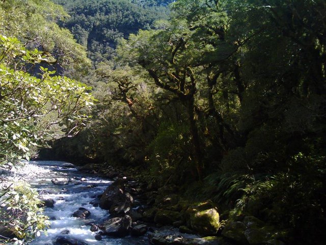 NZ forest 05.jpg