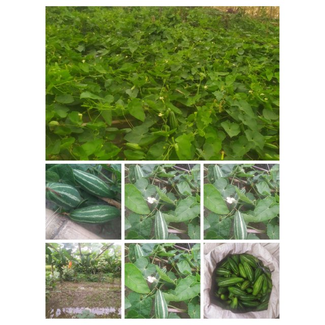 PhotoCollage_1747721249824.jpg
